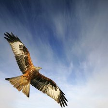 Схема вышивки «орел в полете»