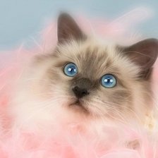 Схема вышивки «Киса»