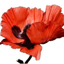 Схема вышивки «Мак. Соло.»