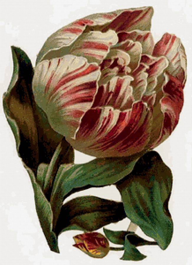 Тюльпан - предпросмотр