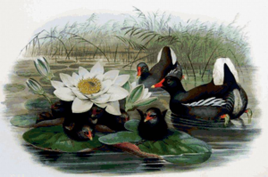 Уточки - предпросмотр