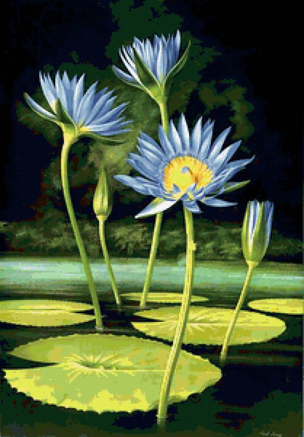 Кувшинки - предпросмотр