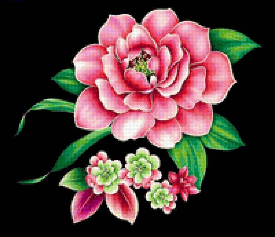 Пионы на черном фоне - предпросмотр