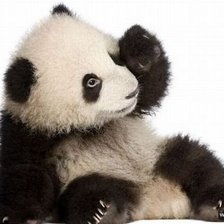 панда