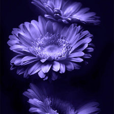 Синяя календула