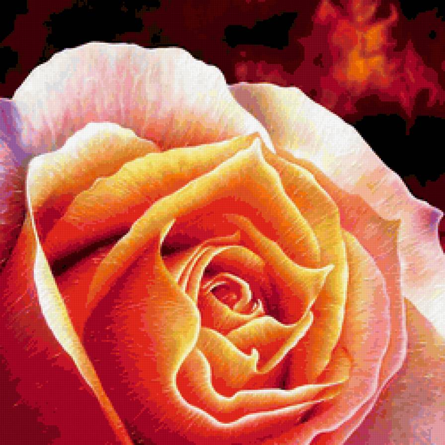 подушка - великолепие розы - подушка, цветок, макро, роза - предпросмотр