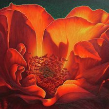 Схема вышивки «подушка - великолепие мака»