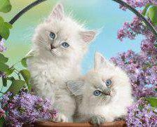 Схема вышивки «котята»