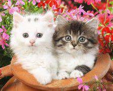 Схема вышивки «котята»