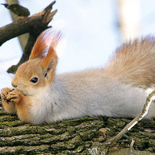 Схема вышивки «Белка»