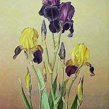 Схема вышивки «№238221»