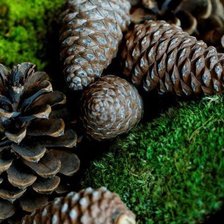 Схема вышивки «Шишки»