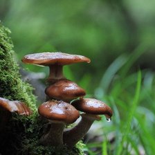 Схема вышивки «Грибы»