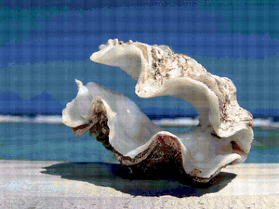 Морской пейзаж - ракушки, пейзаж, море - предпросмотр