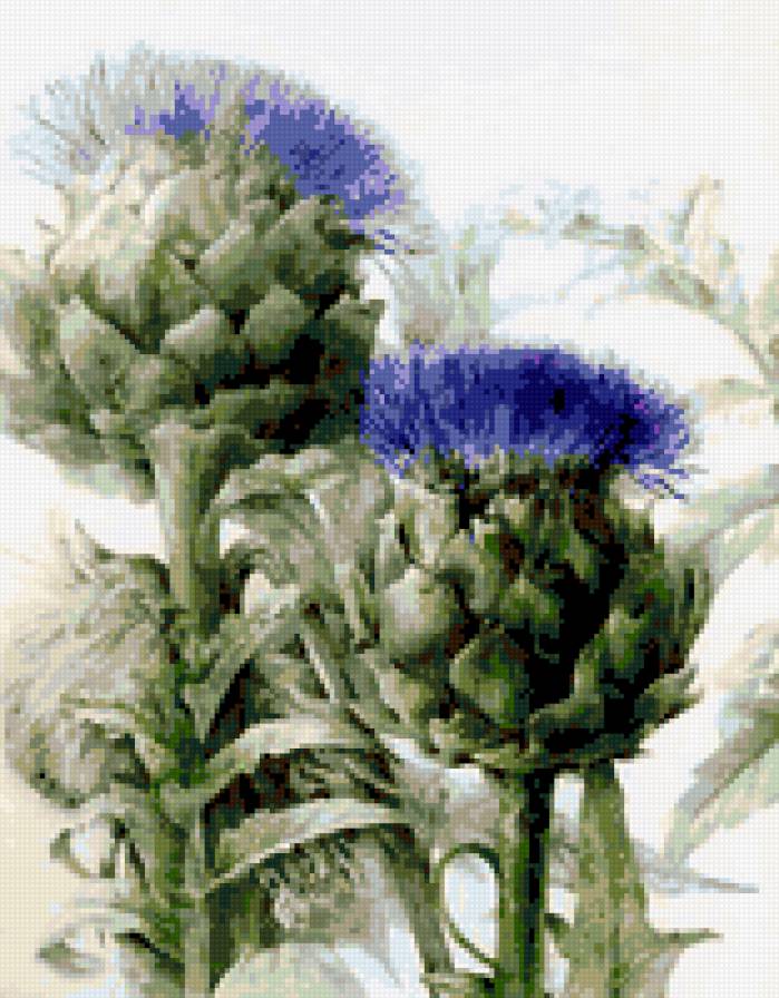 чертополох - цветок - предпросмотр