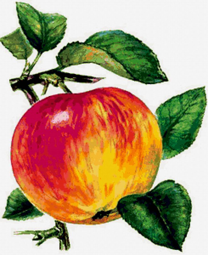 Яблоко - яблоко - предпросмотр