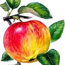 Схема вышивки «Яблоко»