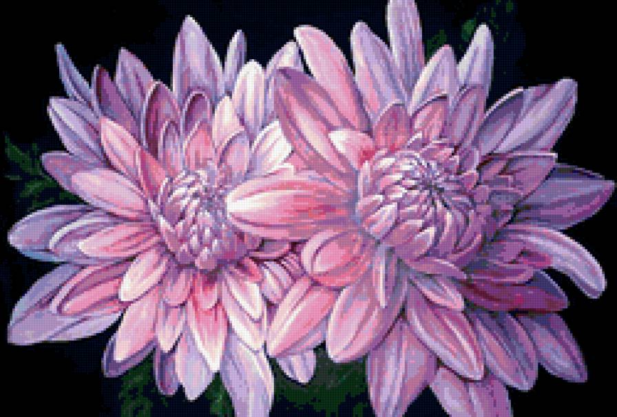 Хризантемы - хризантемы - предпросмотр