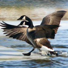 Схема вышивки «Vadmadarak»