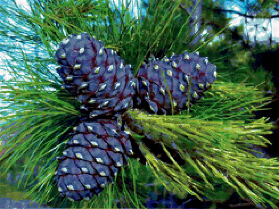 ШИШКИ - три грации, сосна, шишки на вете, лес - предпросмотр