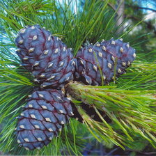 Схема вышивки «ШИШКИ»