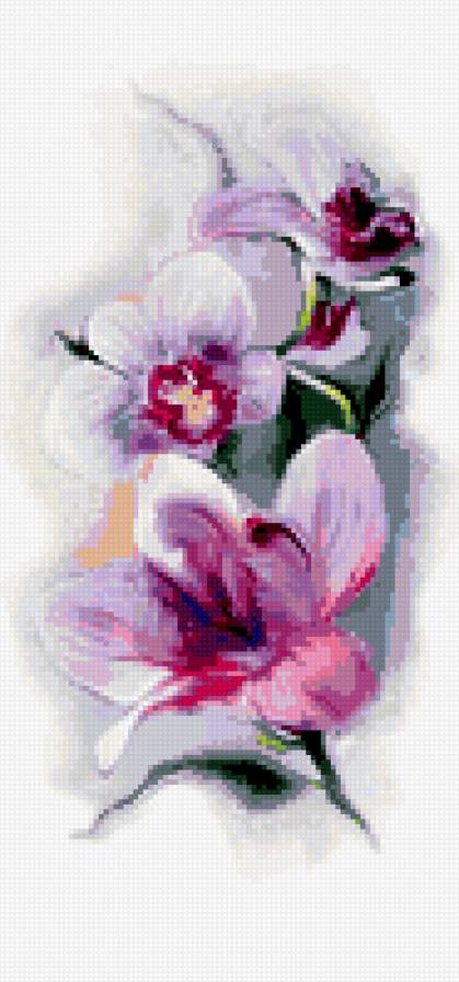 орхидеи - цветы орхидеи - предпросмотр