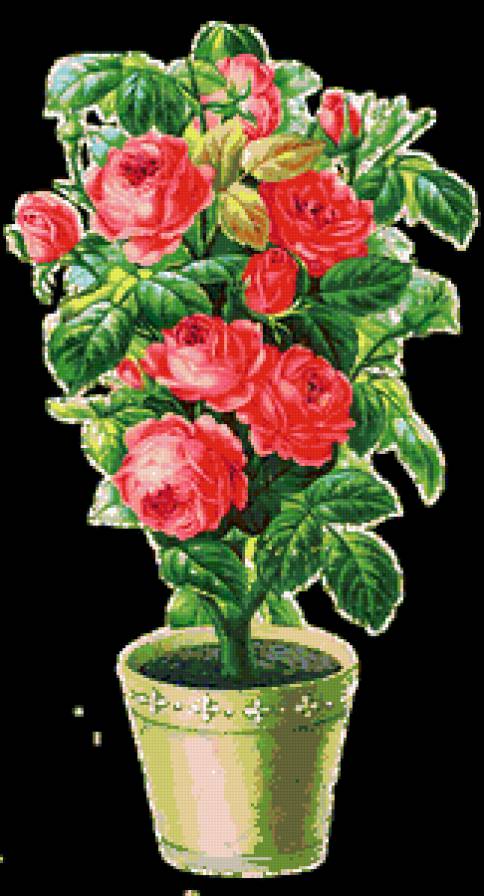 Цветочки в горшочке - цветы, розы - предпросмотр