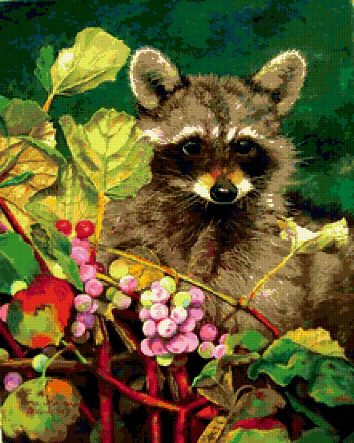 Любопытный енот - предпросмотр