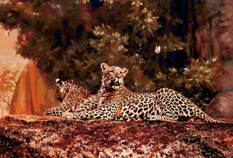 Леопарды - предпросмотр