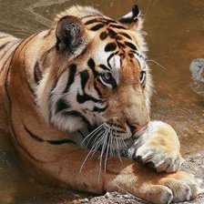 Схема вышивки «Tigris»