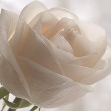 Схема вышивки «Роза»