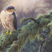 Схема вышивки «Птица»