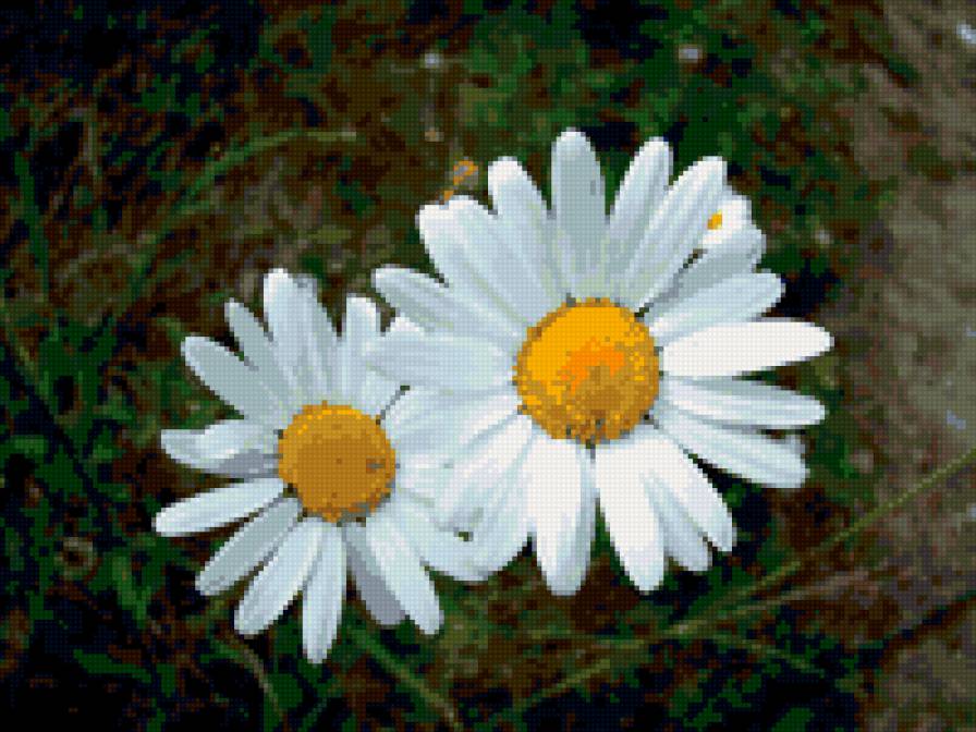 Нивяник - цветы, ромашки - предпросмотр