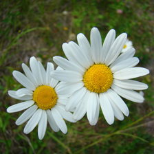 Схема вышивки «Нивяник»