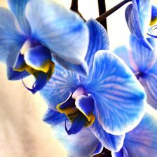 Схема вышивки «СИНЯЯ ОРХИДЕЯ»