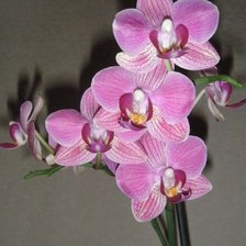 Схема вышивки «ОРХИДЕЯ»