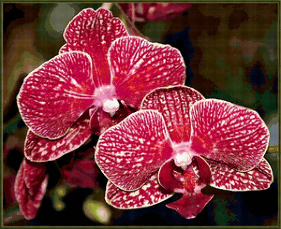 ОРХИДЕЯ - орхидея, цветы - предпросмотр