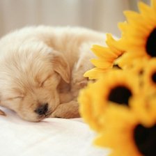 Схема вышивки «Щеночек.»