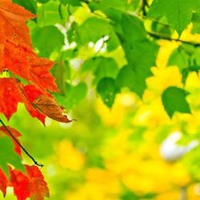 Схема вышивки «Листья.»