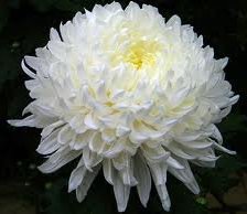 Схема вышивки «Хризантема.»