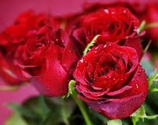 Схема вышивки «Розы.»