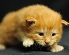 Схема вышивки «Котёнок.»