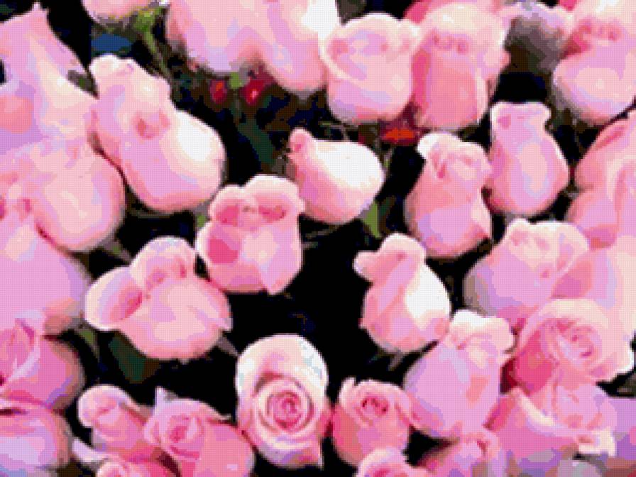 розовые розы. - цветы., розы - предпросмотр