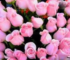 Схема вышивки «розовые розы.»