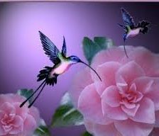 Схема вышивки «Колибри.»