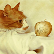 натюрморт с кошкой