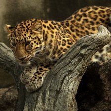 Схема вышивки «***»