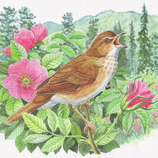 Схема вышивки «пестрогрудка»