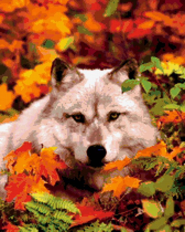 волк - волк, осень - предпросмотр