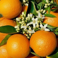 Схема вышивки «Апельсины.»